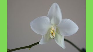 My Love-Hate Relationship with Phal aphrodite alba x sanderiana alba | Orchid Care Tips