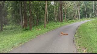 ನಾಗರಹೊಳೆ ಕಾಡಿನಲ್ಲಿ ಅಪರೂಪದ ದೃಶ್ಯ