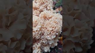 Sparassis crispa. The Cauliflower Fungus..