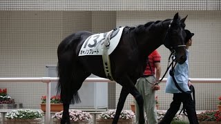 (4K)競馬・キャノンプレート号