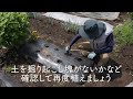 家庭菜園や農園の大根栽培は１穴で複数本育てる！育てやすい品種と１穴で複数本育てる大根の育て方を徹底解説！【農家直伝】tips for radish cultivation.