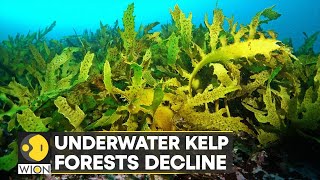 WION Climate Tracker | Restoring Kelp forests could curb climate change