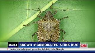Bug battle raises big stink, and cost
