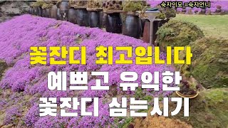 꽃잔디가 이렇게 예쁘고 유익한데 왜 안 심나요 꽃잔디 심으세요 카페주변 식당주변 어디든지 심으세요 아주 잘 자랍니다.