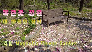 4K  목련꽃 정원 // Magnolia Flower Garden