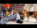 10 REASONS WHY YOU WANT A BEAGLE! Ft Louie The BEagle