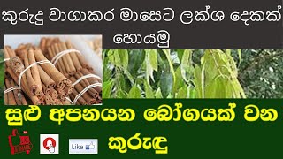 කුරුදු වාගාකර මාසෙට ලක්ශ දෙකක්#ලගදිම සම්පුර්න විඩියෝ එක බලමු