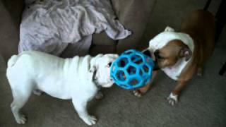 English Bulldog Tug-o-war