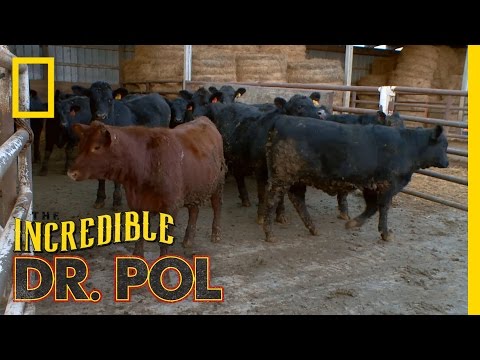 Where do you puncture a bloated calf?