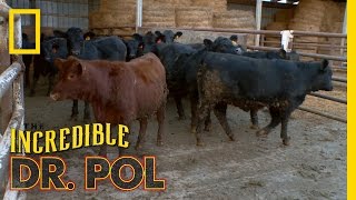 Bloated Bovine Emergency | The Incredible Dr. Pol