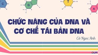 Chức năng DNA và cơ chế tái bản (Phần 2) - Sinh học 12 - Ôn thi THPT quốc gia