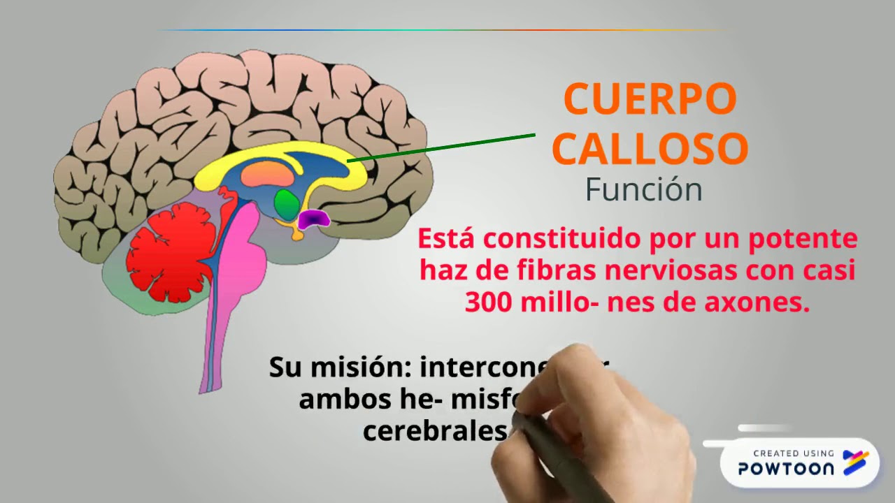 Partes Del Cerebro Y Sus Funciones Youtube | Images And Photos Finder