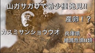 山ガサガサ カスミサンショウウオ兵庫県レッドデータブックBランク指定 絶滅危惧Ⅱ類 【提供ザリレンジャーさん】