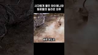 사자에게 물린 하이에나와 동료들의 놀라운 최후