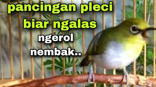 Burung Pleci Gacor Ngalas Ngerol Nembak Nyari Lawan