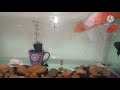 Giant Oscar Fish vs Koi carp |Compatible tankmates.