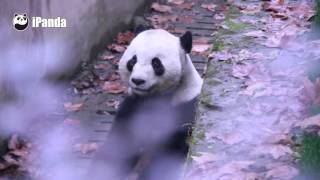 The Sneezing Panda