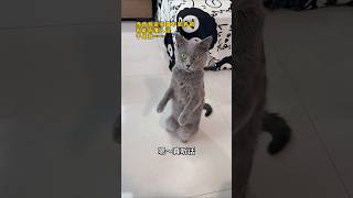 放我爸说养猫不如养狗，于是我…#猫咪的迷惑行为 #萌宠