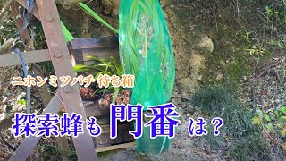 【 ニホンミツバチ 】探索蜂でも門番はいるの？🙄　待ち箱、置いてみました。日本ミツバチの自然巣 近く