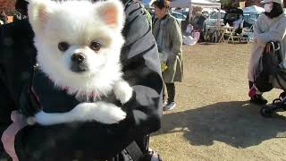 犬メンタリー健信は柴犬_山田池公園で出店しました_2024年12月15日