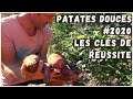 Patates douces - BILAN #2020