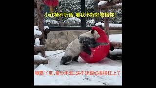 #大熊猫 #大熊猫丫丫 下雪了，丫丫吃播上新了#被你萌化了