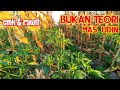 CUMA PAKAI MULSA POHON JAGUNG!! CABE BISA SEBAGUS INI