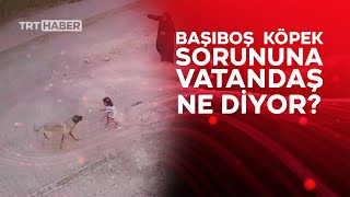 Başıboş köpek sorununa vatandaş ne diyor?