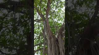 গ্রীষ্মের প্রান এই অশ্বত্থ গাছ। Peepal Tree- the life of summer. #peepal #অশ্বত্থ  #trees #shorts