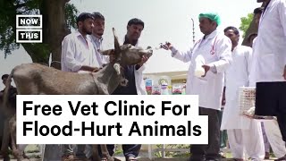 Pakistan Veterinarian School Helps Flood-Affected Animals for Free