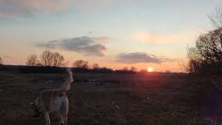 THIS DOG IS LIKE ME - WE LOVE LIFE. KHARKIV REGION. IZYUMSKY DISTRICT. UKRAINE.