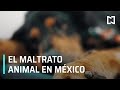 El maltrato animal en la agenda legislativa - Sábados de Foro