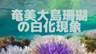 奄美大島　浅い海岸でのサンゴ白化現象②