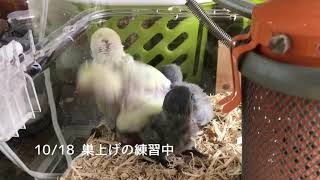 10/18  lovebird  コザクラインコ雛 巣上げの練習中