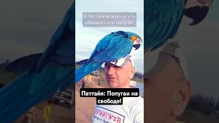 ОЗЕРО ПОПУГАЕВ В ТАИЛАНДЕ: Мармозетка, птицы и их хозяева 🦜🐒 #шортс #Паттайя