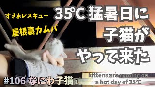 1猛暑の屋根裏で保護した子猫たち【なにわ・子猫保護】生後１ヶ月🐾白白白白キジ😺 Picture of kitten rescue