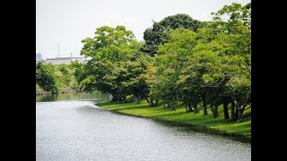 船頭平河川公園のハス、紫陽花(2017年7月8日撮影)