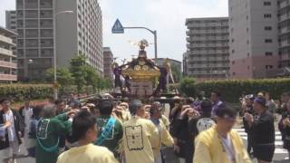 平成28年　荒川南千住＜胡録神社＞例大祭　宮神輿渡御＝けやき通り～団地内