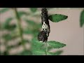 サンショウの葉をどん欲に食べるアゲハ蝶の幼虫 2022 5 20 swallowtail butterfly larva which eats japanese pepper tree leaves