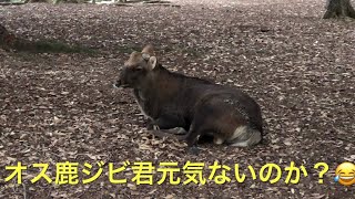 奈良公園で、人気オス鹿のジビ君ともんじろう君。もんちゃんは婚活中。🤗