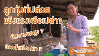 เลี้ยงกุ้งอย่างไรให้รอด Ep. 3 ลูกกุ้งพันธุ์ดีดูอย่างไร