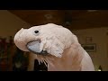 keeping a cockatoo occupied