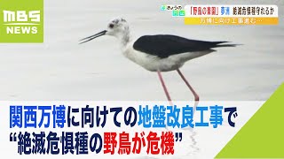 『万博によって喪失する』地盤改良工事で“絶滅危惧種の野鳥が危機”と訴える声（2022年7月4日）