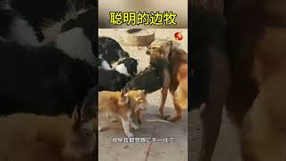 趁乱赶紧叼走 #新春笑一笑 #新春东北剧场 #狂飙东北话 #快乐分享大赛