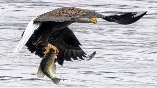 Bald Eagle Hunts at Conowingo Dam - December 2024