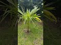 The Amazing Dwarf Green Malay Coconut Tree, I Bought 4!