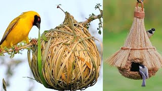 এই পাখিদের বাসা তৈরির কৌশল দেখে বিজ্ঞানীরাও অবাক !! Most Amazing Nests In The Animal World!