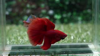 Betta USA TI 1500 Live Betta Fish High Quality Halfmoon Male Super Red Chili