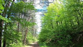 [4k] Pine forest | Stepanavan Armenia | #9