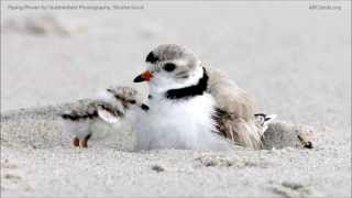 Piping Plover Calls